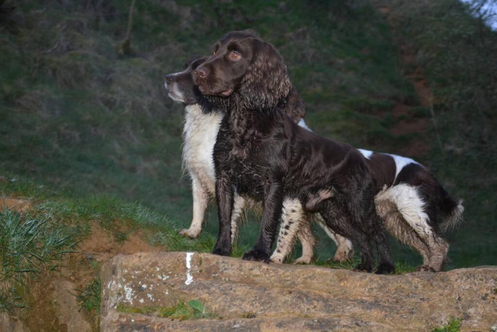 Spaniel Cottage With Views Of Ham Hill, Stoke Sub Hamdon Martock Esterno foto